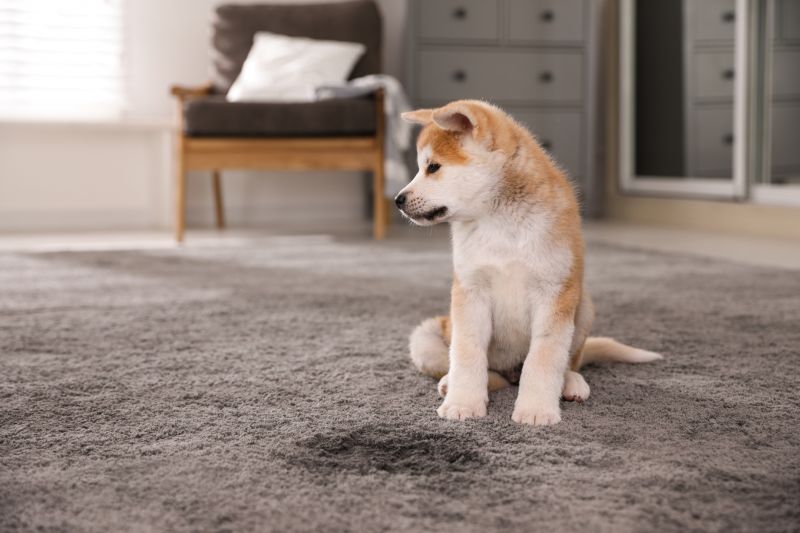 Pet Stain Carpet Repair in Kansas City, KS