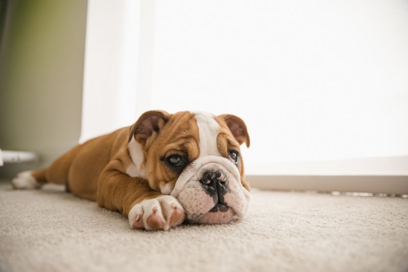 Pet Stain Carpet Repair in Kansas City, KS